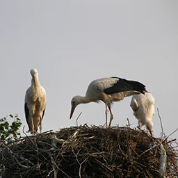 Богатая природа